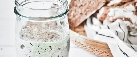 Sourdough Starter